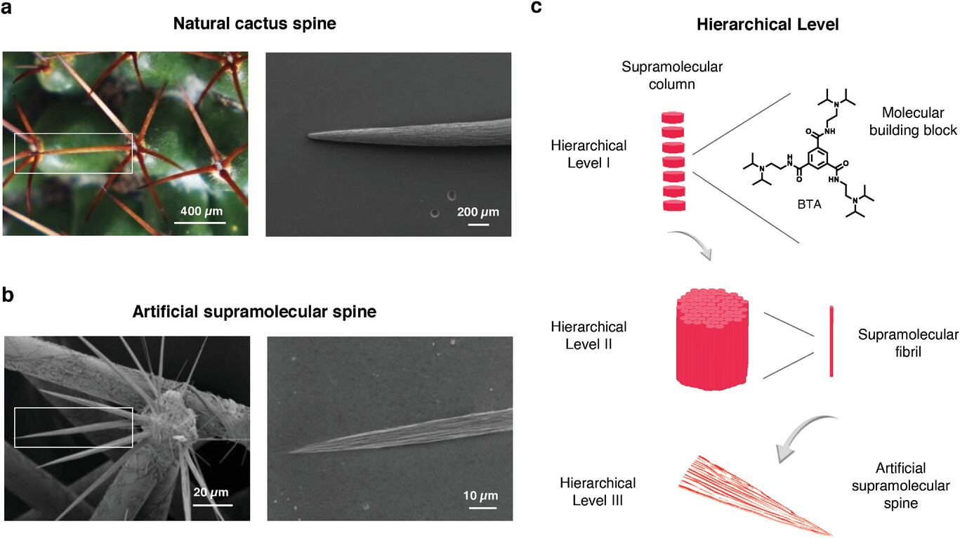 Mimicking Cacti Spines via Hierarchical Self-Assembly for Water Collection and Unidirectional Transport