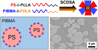 20240709_Patchy Stereocomplex Micelles as Efficient Compatibilizers for Polymer